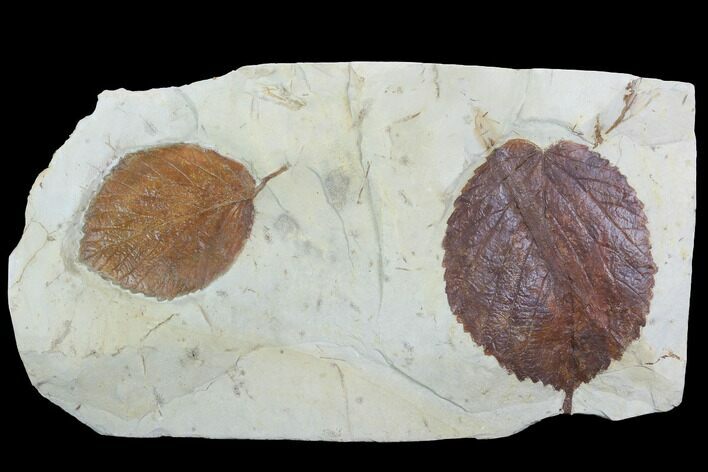 Pair Of Detailed Fossil Leaves (Davidia) - Montana #99442